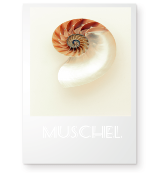 MUSCHEL shell STRAND SOMMER SAND