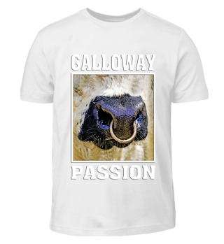 galloway passion scotland cattle bull