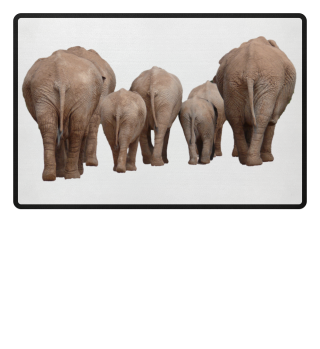 Elephant Back