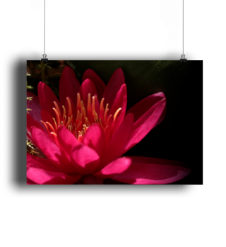 Poster Seerose Water Lilly