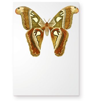 Butterfly/Schmetterling