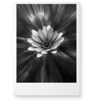Blume Schwarz Weiß