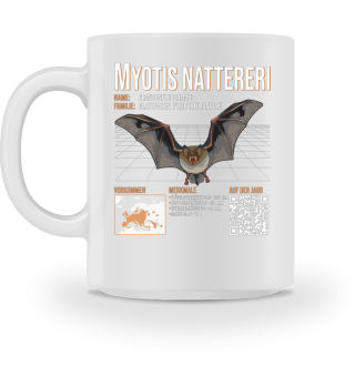Myotis natterer Fledermaus