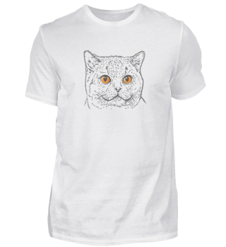 Britisch Kurzhaar Katze mit Kupfer Augen