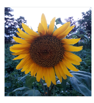 Leinwand Sonnenblume im Garten Geschenk Geschenkidee
