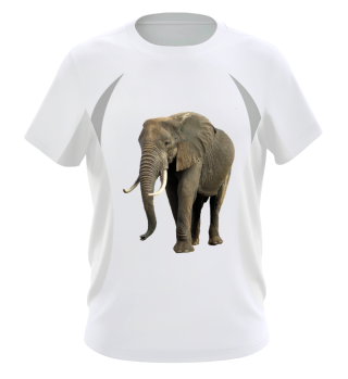 Elefant - Afrika - Safari