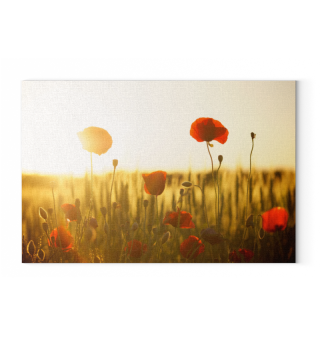 Leinwand / Canvas Mohnblumen Poppies