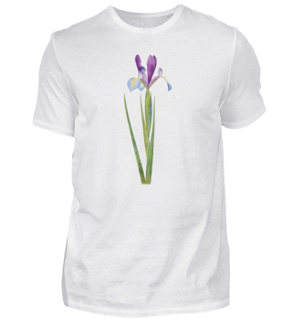 iris flower flowers irises floral nature