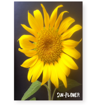 Sun-Flower s-37 Sonnenblume Leinw.