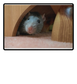 Teppich mit Rattenfoto