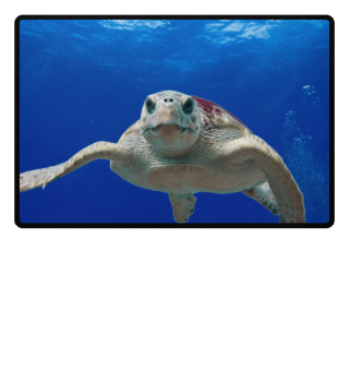 ♥ Photo - Wise Sea Turtle
