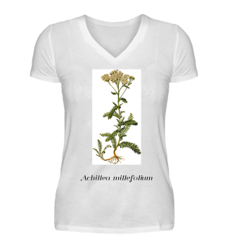 Schafgarbe - Achillea millefolium