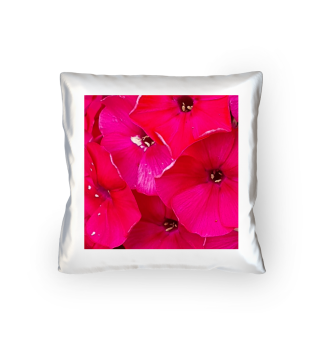 Blume Phlox pink groß Garten Natur
