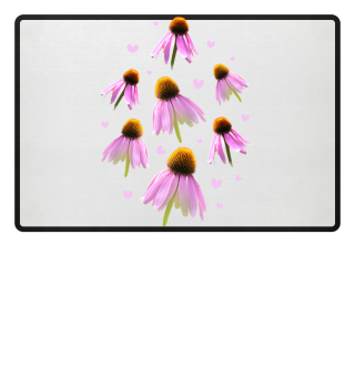 coneflower - Sonnenhut - rosa Blumen